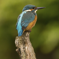 Buy canvas prints of Kingfisher Alcedo atthis by Keith Thorburn EFIAP/b