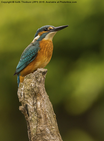 Kingfisher (Alcedo atthis) Picture Board by Keith Thorburn EFIAP/b