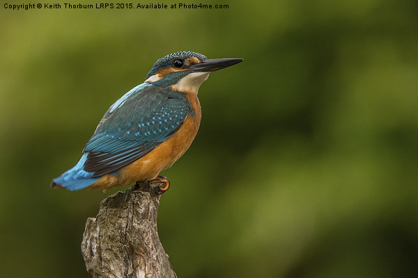 Kingfisher (Alcedo atthis) Picture Board by Keith Thorburn EFIAP/b