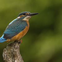 Buy canvas prints of Kingfisher (Alcedo atthis) by Keith Thorburn EFIAP/b