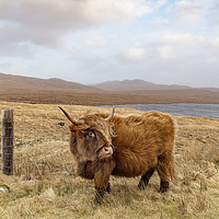 Buy canvas prints of Highland Catle by Keith Thorburn EFIAP/b