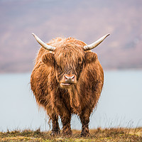 Buy canvas prints of Highland Catle by Keith Thorburn EFIAP/b