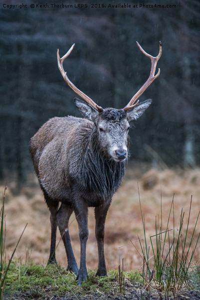 Highland Stag Picture Board by Keith Thorburn EFIAP/b