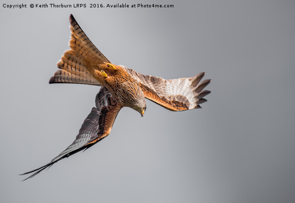 Red Kite Picture Board by Keith Thorburn EFIAP/b