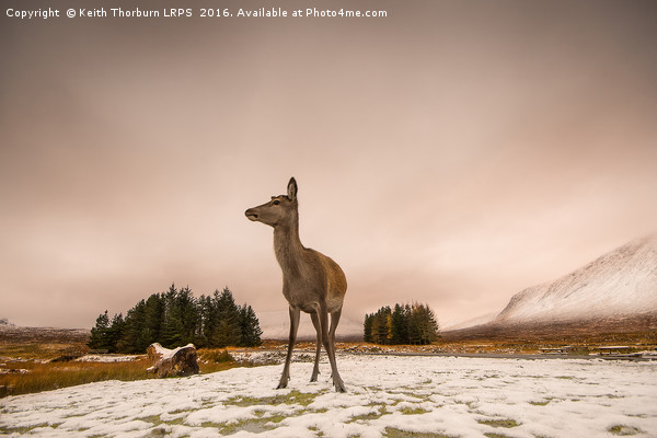 Roe Deer Picture Board by Keith Thorburn EFIAP/b