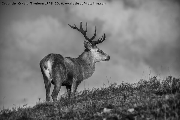 Roe Deer Picture Board by Keith Thorburn EFIAP/b