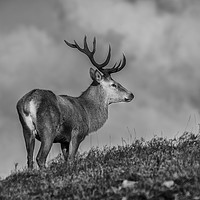 Buy canvas prints of Roe Deer by Keith Thorburn EFIAP/b