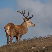 Buy canvas prints of Roe Deer by Keith Thorburn EFIAP/b