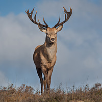 Buy canvas prints of Highland Stag by Keith Thorburn EFIAP/b