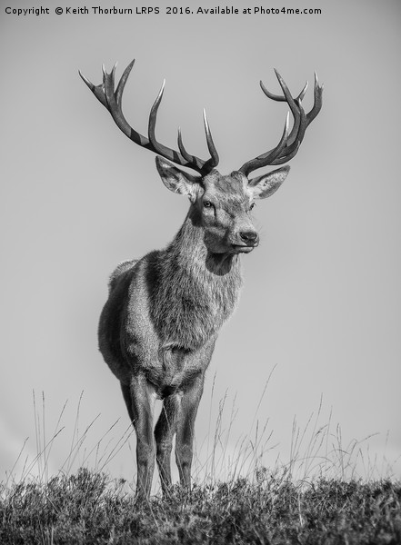 Highland Stag Picture Board by Keith Thorburn EFIAP/b
