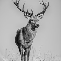 Buy canvas prints of Highland Stag by Keith Thorburn EFIAP/b