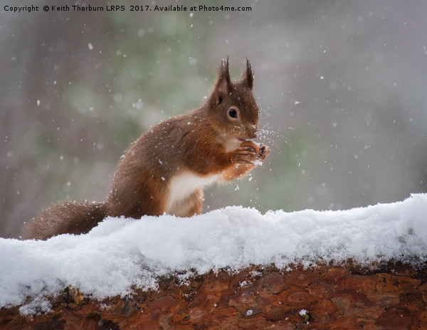 Red Squirrels (Sciurus vulgaris), Picture Board by Keith Thorburn EFIAP/b