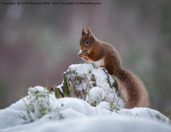 Red Squirrels Picture Board by Keith Thorburn EFIAP/b