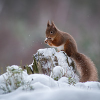 Buy canvas prints of Red Squirrels by Keith Thorburn EFIAP/b