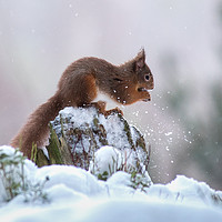 Buy canvas prints of Red Squirrels (Sciurus vulgaris), by Keith Thorburn EFIAP/b