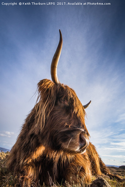 Highland Cow Picture Board by Keith Thorburn EFIAP/b