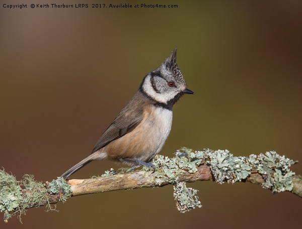 Crested Tit (Parus cristatus) Picture Board by Keith Thorburn EFIAP/b