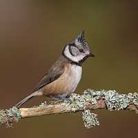 Buy canvas prints of Crested Tit (Parus cristatus) by Keith Thorburn EFIAP/b