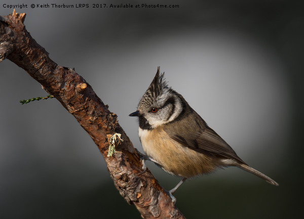 Crested Tit (Parus cristatus) Picture Board by Keith Thorburn EFIAP/b