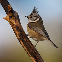 Buy canvas prints of Crested Tit by Keith Thorburn EFIAP/b