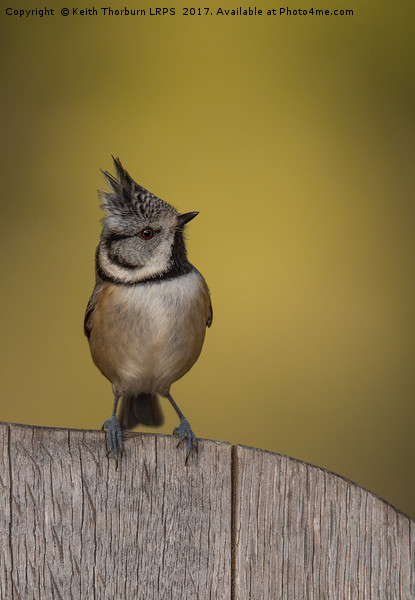 Crested Tit Picture Board by Keith Thorburn EFIAP/b