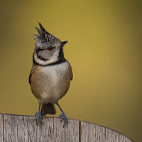 Buy canvas prints of Crested Tit by Keith Thorburn EFIAP/b