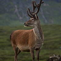 Buy canvas prints of Highland Deer by Keith Thorburn EFIAP/b