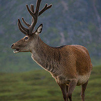 Buy canvas prints of Highland Deer by Keith Thorburn EFIAP/b