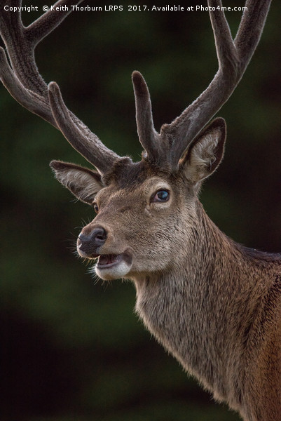 Highland Deer Picture Board by Keith Thorburn EFIAP/b