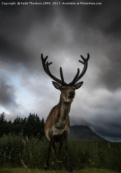Scottish Highland Stag Picture Board by Keith Thorburn EFIAP/b