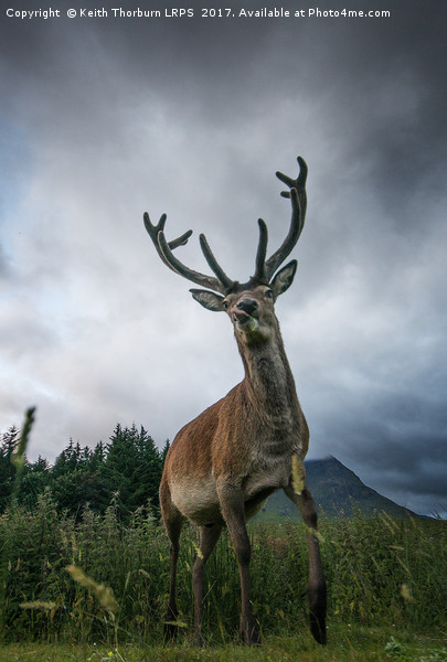 Scottish Highland Stag Picture Board by Keith Thorburn EFIAP/b
