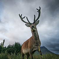 Buy canvas prints of Scottish Highland Stag by Keith Thorburn EFIAP/b