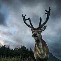 Buy canvas prints of Scottish Highland Stag by Keith Thorburn EFIAP/b