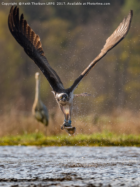 Osprey with Fish Picture Board by Keith Thorburn EFIAP/b
