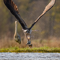 Buy canvas prints of Osprey with Fish by Keith Thorburn EFIAP/b