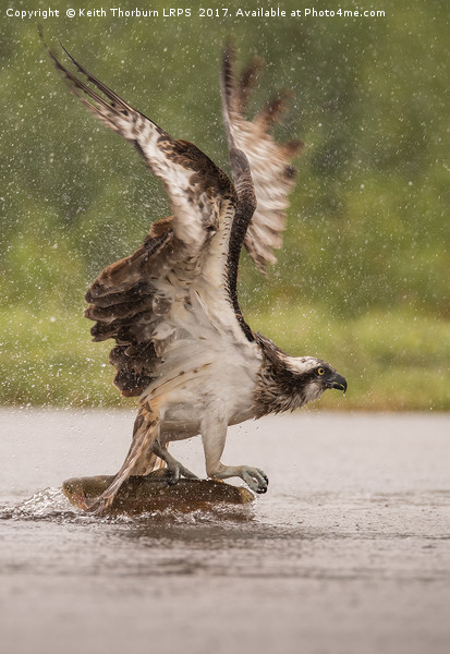 Osprey Picture Board by Keith Thorburn EFIAP/b