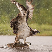 Buy canvas prints of Osprey by Keith Thorburn EFIAP/b