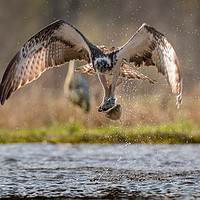 Buy canvas prints of Osprey by Keith Thorburn EFIAP/b