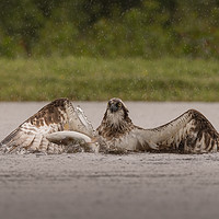 Buy canvas prints of Osprey and Trout by Keith Thorburn EFIAP/b