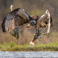 Buy canvas prints of Osprey and Trout by Keith Thorburn EFIAP/b