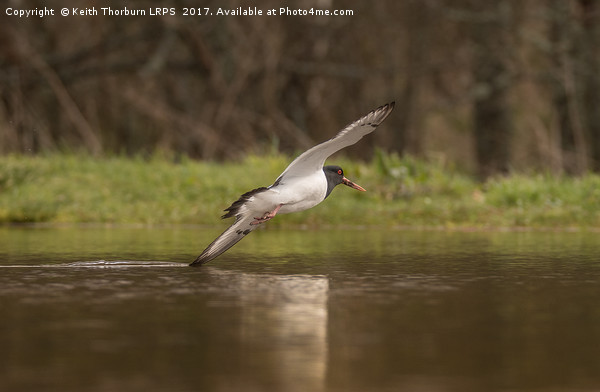 Oystercatcher touching water in flight Picture Board by Keith Thorburn EFIAP/b