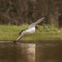 Buy canvas prints of Oystercatcher touching water in flight by Keith Thorburn EFIAP/b