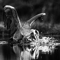 Buy canvas prints of Grey Heron Trout Fishing by Keith Thorburn EFIAP/b
