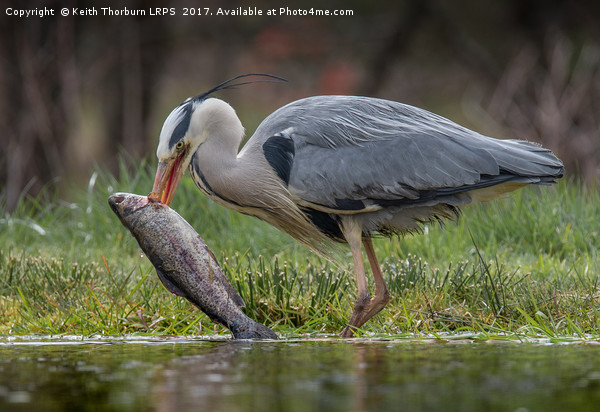 Grey Heron Trout Fishing Picture Board by Keith Thorburn EFIAP/b