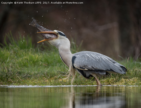 Grey Heron Trout Fishing Picture Board by Keith Thorburn EFIAP/b