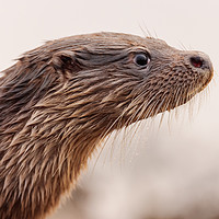 Buy canvas prints of Otter by Keith Thorburn EFIAP/b