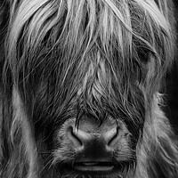 Buy canvas prints of Highland Cow by Keith Thorburn EFIAP/b