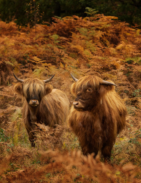 Highland Cow Picture Board by Keith Thorburn EFIAP/b