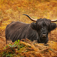 Buy canvas prints of Highland Cow by Keith Thorburn EFIAP/b