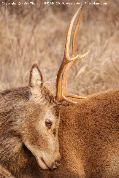 Deer Looking down Picture Board by Keith Thorburn EFIAP/b